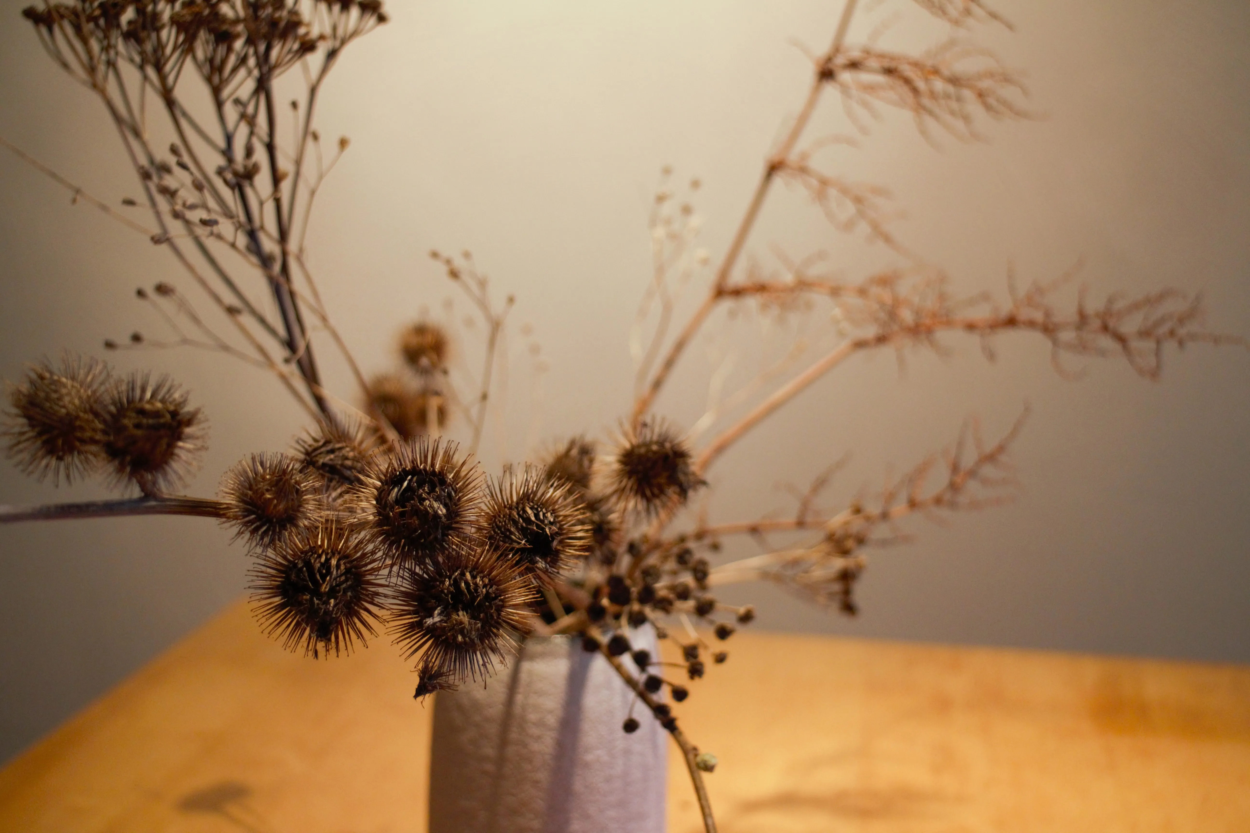 Dried Burdock